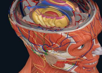 3D Organon