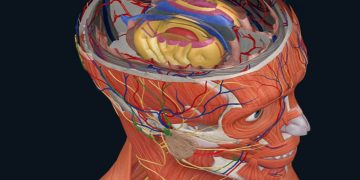 3D Organon